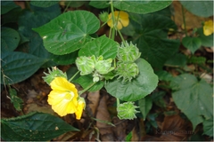 Abutilon ramosum